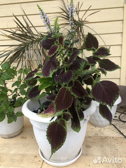 Гибискус, драцена, колеус