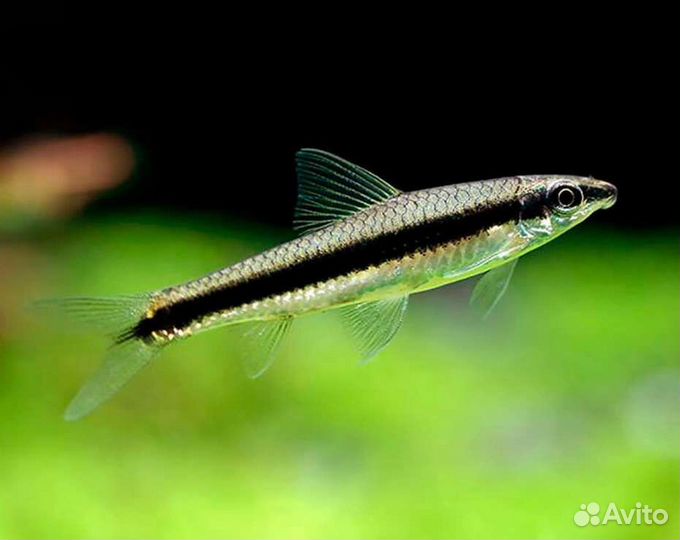 Сом Стекляный,Отоцинклюс,Водорослиеды,Лисички SAE