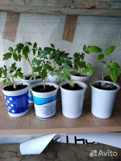 Доставка рассады