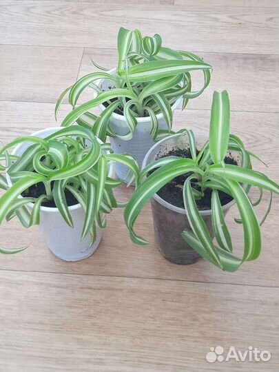 Хлорофитумы