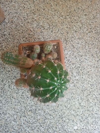 Кактус