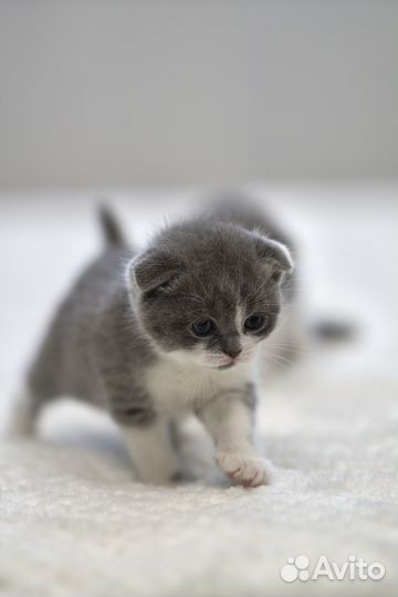 Шотландские вислоухие котята-биколор