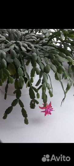 Декабрист шлюмбергера