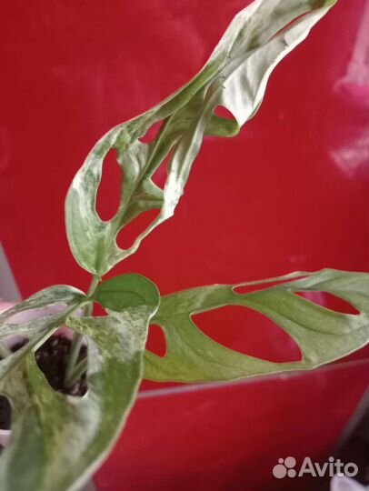 Монстера индо минт