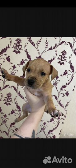 Щенки питбуля