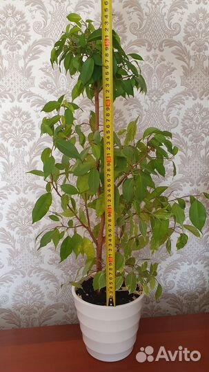 Фикус Бенджамина