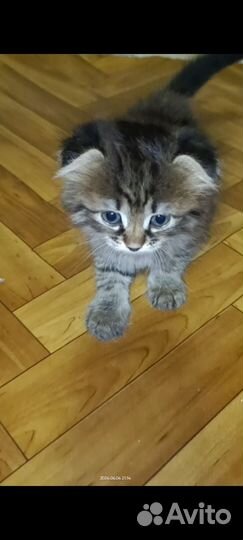 Вислоухие котята