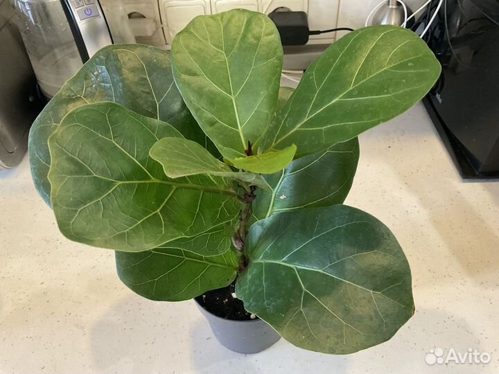 Фикус,драцена