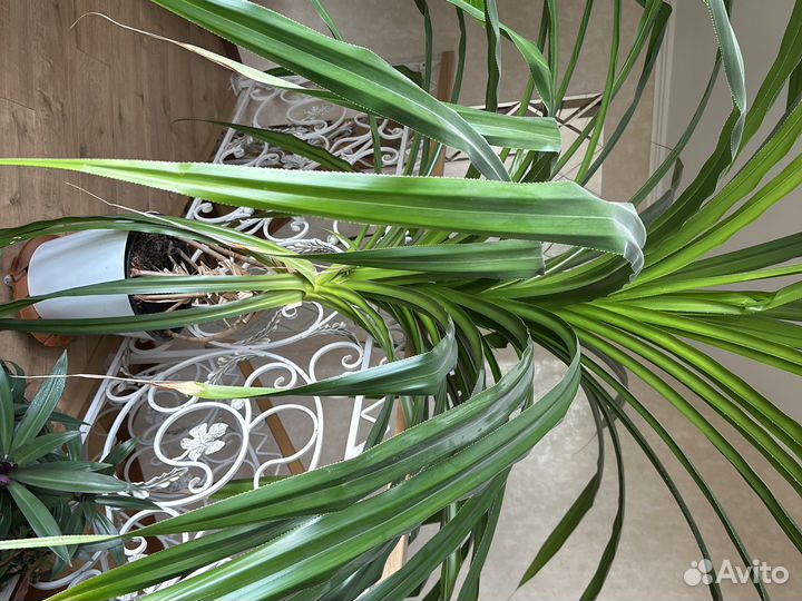 Пальма панданус