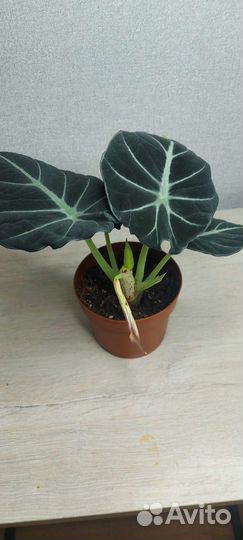 Алоказия Блейк вельвет