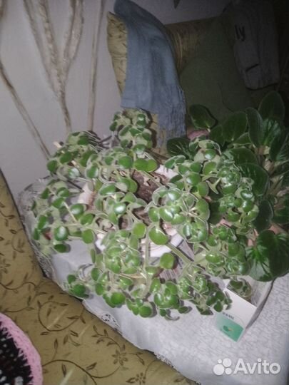 Комнатные цветы