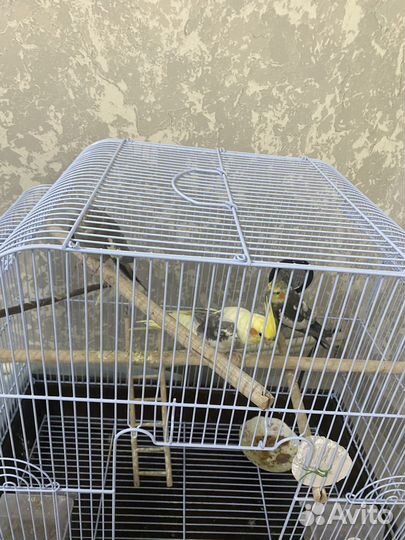 Попугаи корелла