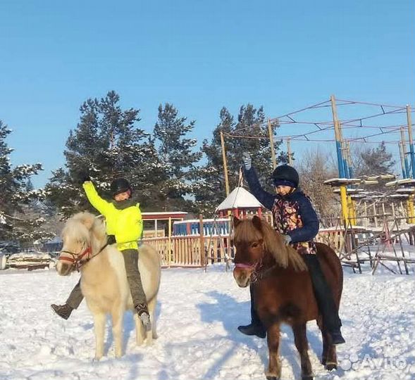 Продаются лошади и пони, Пони клуб, верховая езда