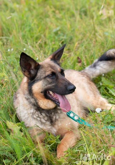Метис овчарки Люксор в добрые руки
