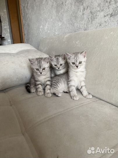 Британские котята