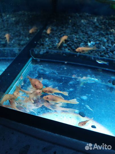 Сомики анциструсы супер ред