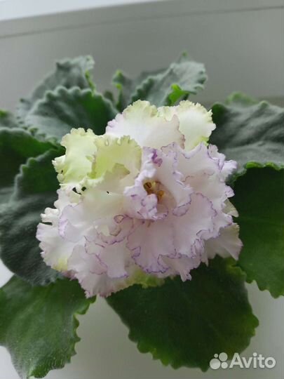 Срез сортовых фиалок