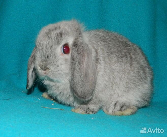 Декоративные кролики