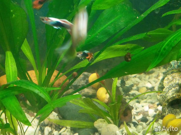 Аквариумные рыбки