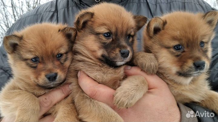 Охотничьи собаки щенки