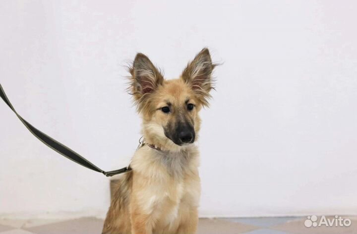 Жизнерадостный щенок