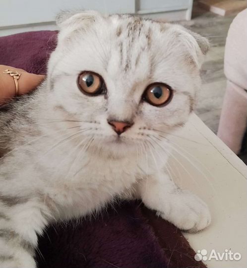 Шотландская вислоухая кошка