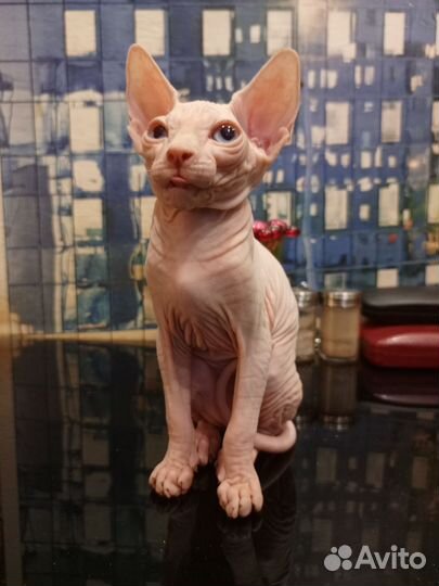 Канадский сфинкс котенок