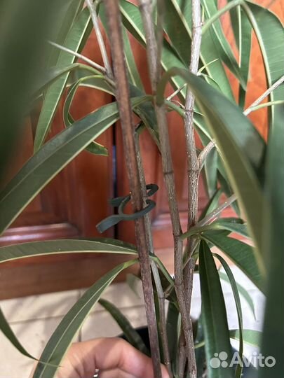 Фикус Али и фикус Саманта