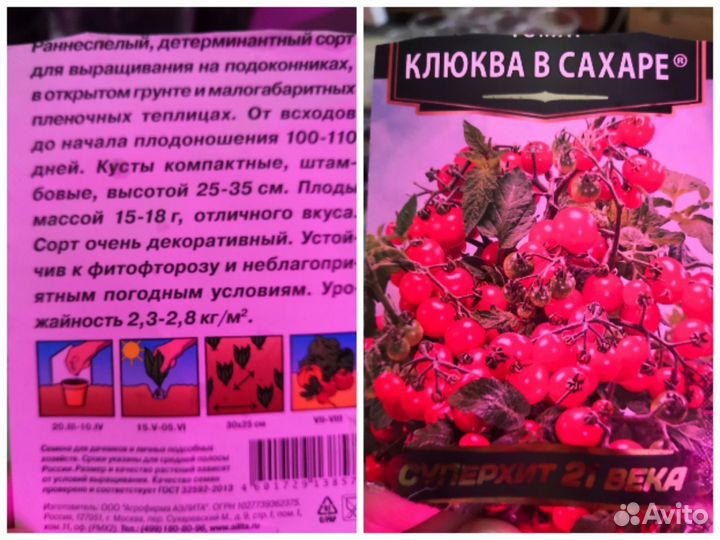 Рассада помидор