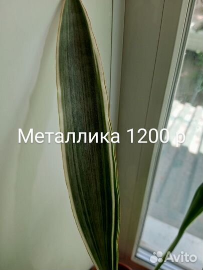 Сансевиерии масониана