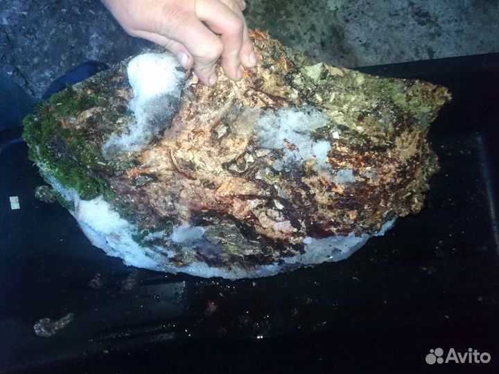 Продам березовый кап/сувель