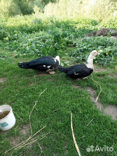 Утки и селезень