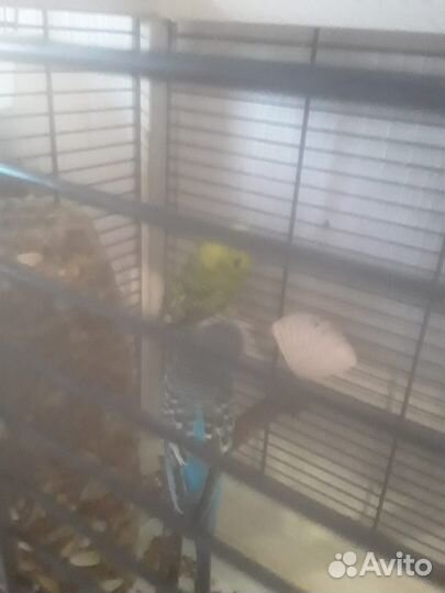 Волнистые попугаи в дар