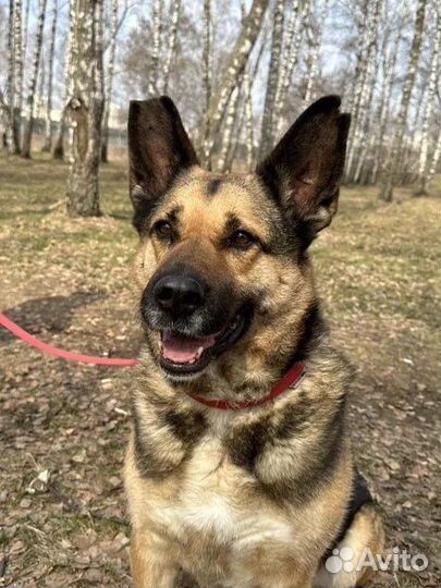 Шикарная собака для загородного дома