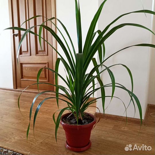 Большие напольные цветы для офисов