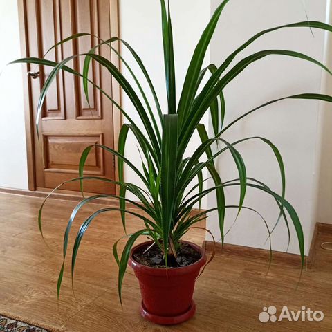 Большие напольные цветы для офисов