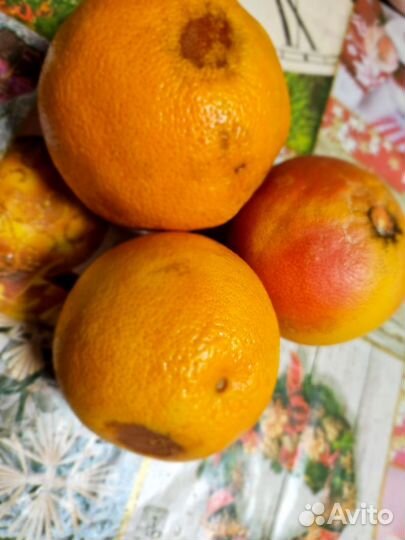 Продукты на корм животным и