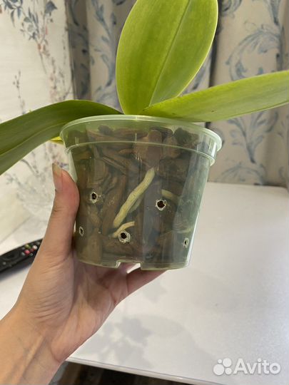 Орхидея фаленопсис MO 724