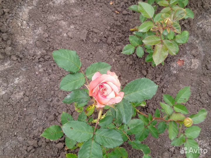 Саженцы роз оптом