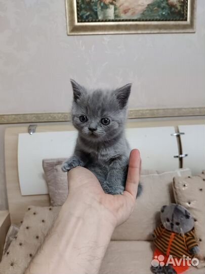 Кошечка Британец