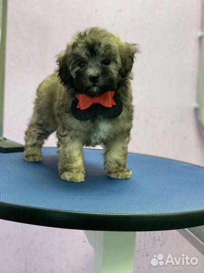 Мальтипу мини