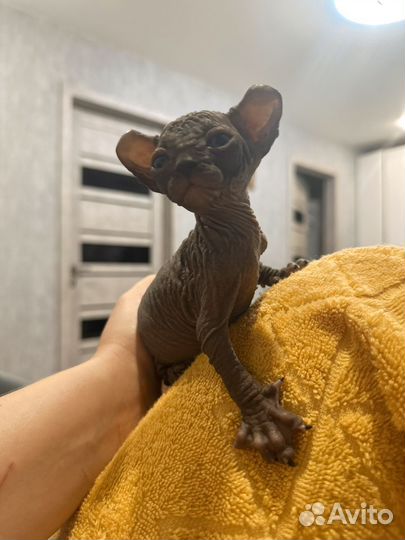 Канадский сфинкс эльф