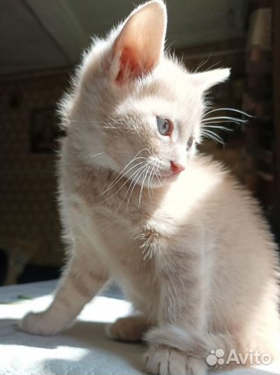 Котята от вислоухой шотландской кошки