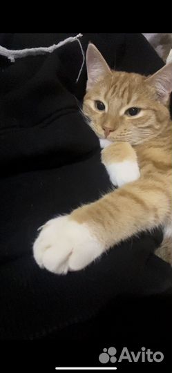 Отдаю в добрые руки