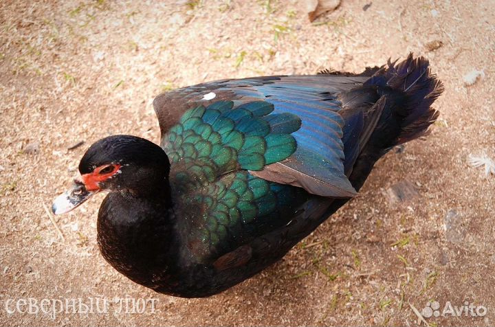 Тяжёлая линия Индоутки утята разные окрасы