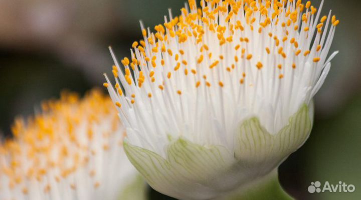 Гемантус белоцветковый редкий комнатный цветок