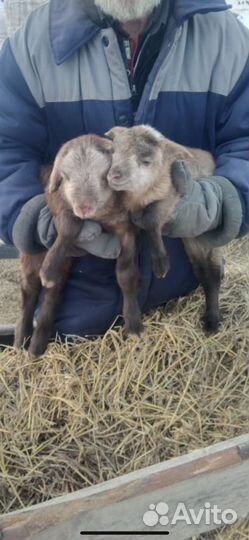 Дорпер и Катум овцы, Гулаби и Камори козы