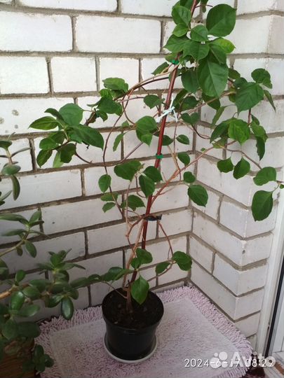 Бугенвиллия