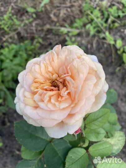 Роза Джульетта