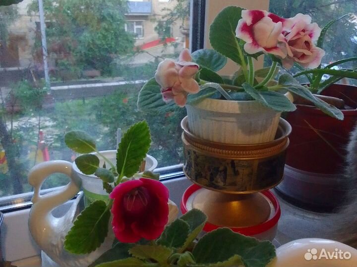 Глоксинии цветущие